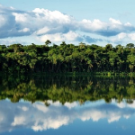 CEBI recupera mais de 1.200 hectares de Mata Atlântica na região da UHE Baixo Iguaçu