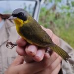 UHE Baixo Iguaçu realiza monitoramento de aves na área de influência do empreendimento e no Parque Nacional do Iguaçu