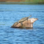 UHE Baixo Iguaçu usa tecnologia de satélite para proteger cágado-rajado, espécie ameaçada de extinção no Paraná