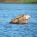 UHE Baixo Iguaçu usa tecnologia de satélite para proteger cágado-rajado, espécie ameaçada de extinção no Paraná