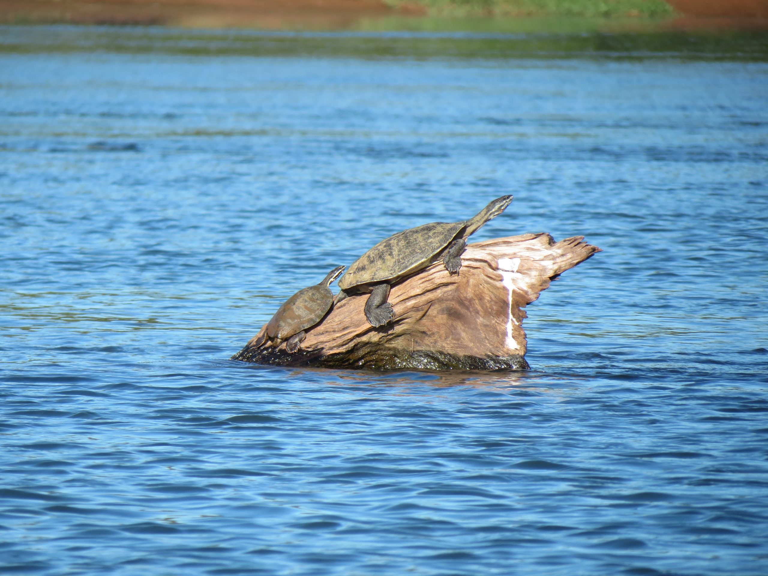 UHE Baixo Iguaçu usa tecnologia de satélite para proteger cágado-rajado, espécie ameaçada de extinção no Paraná