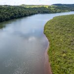Com 800 mil árvores, projeto está criando um corredor ecológico para conectar Parque Nacional do Iguaçu a áreas de preservação
