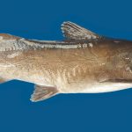 Usina Hidrelétrica Baixo Iguaçu revela descobertas inéditas sobre o surubim-do-Iguaçu, espécie ameaçada de extinção