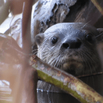 Presença de lontra-neotropical confirma sucesso nos esforços de conservação da UHE Baixo Iguaçu.