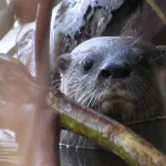 Presença de lontra-neotropical confirma sucesso nos esforços de conservação da UHE Baixo Iguaçu.